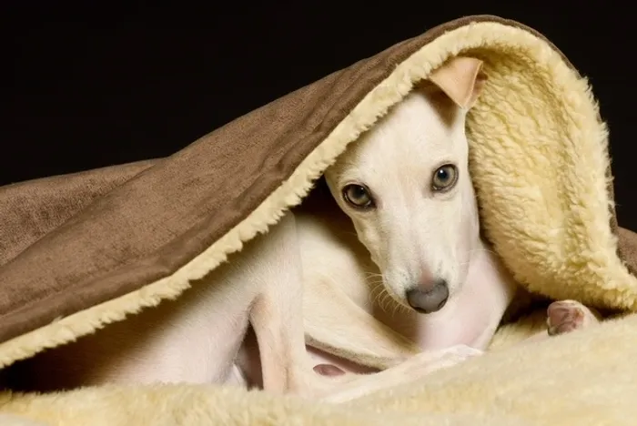 Greyhounds for Sale Greyhounds for Sale